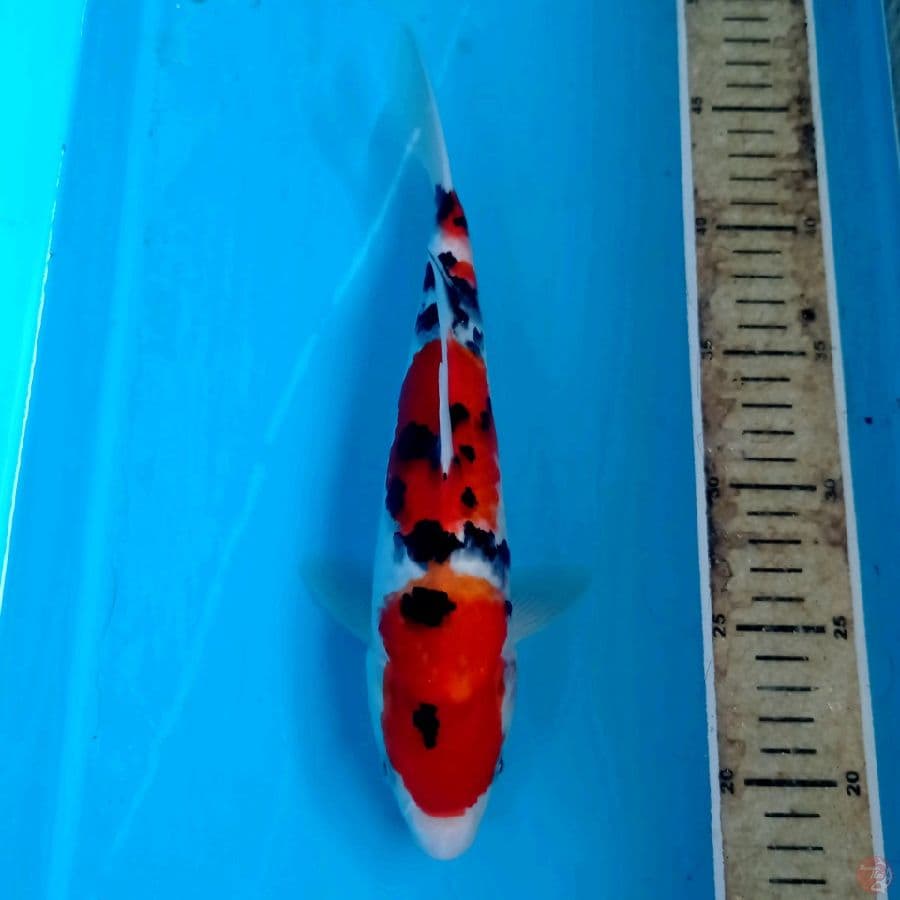 sanke, 28 cm