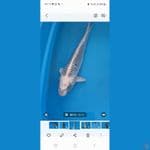 kinmatsuba 49cm..impor serti hilang