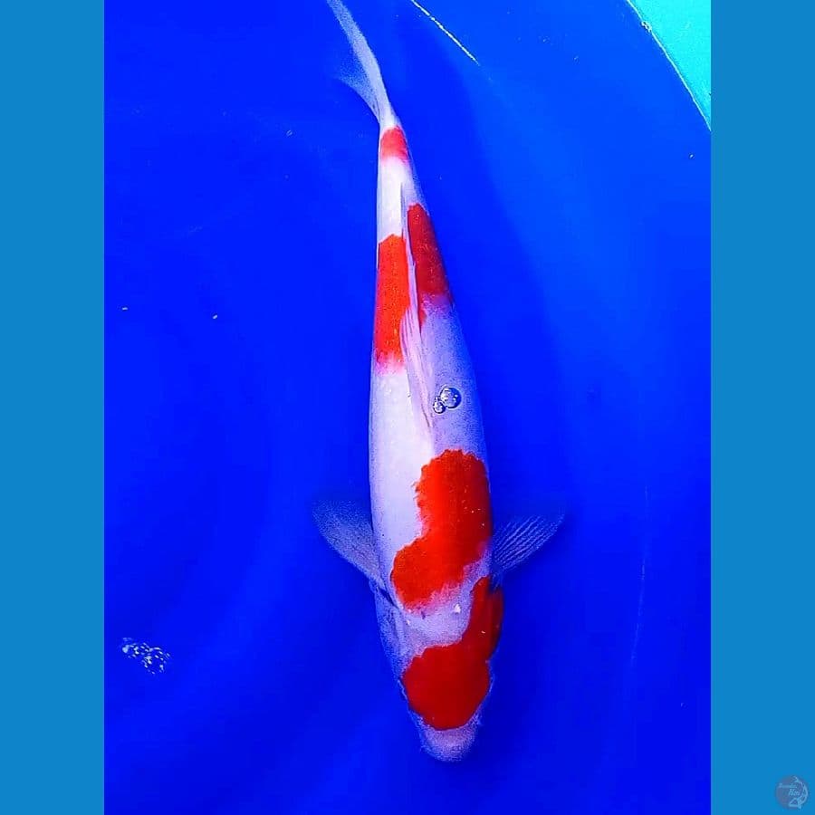 maruten 36 cm