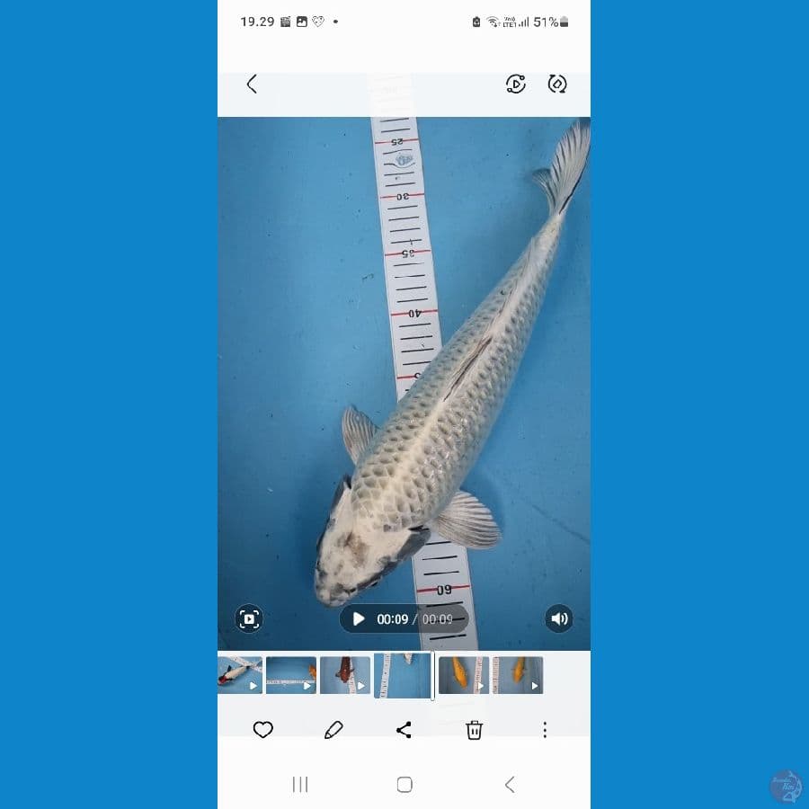 39 cm Mukashi bulky