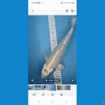 39 cm Mukashi bulky