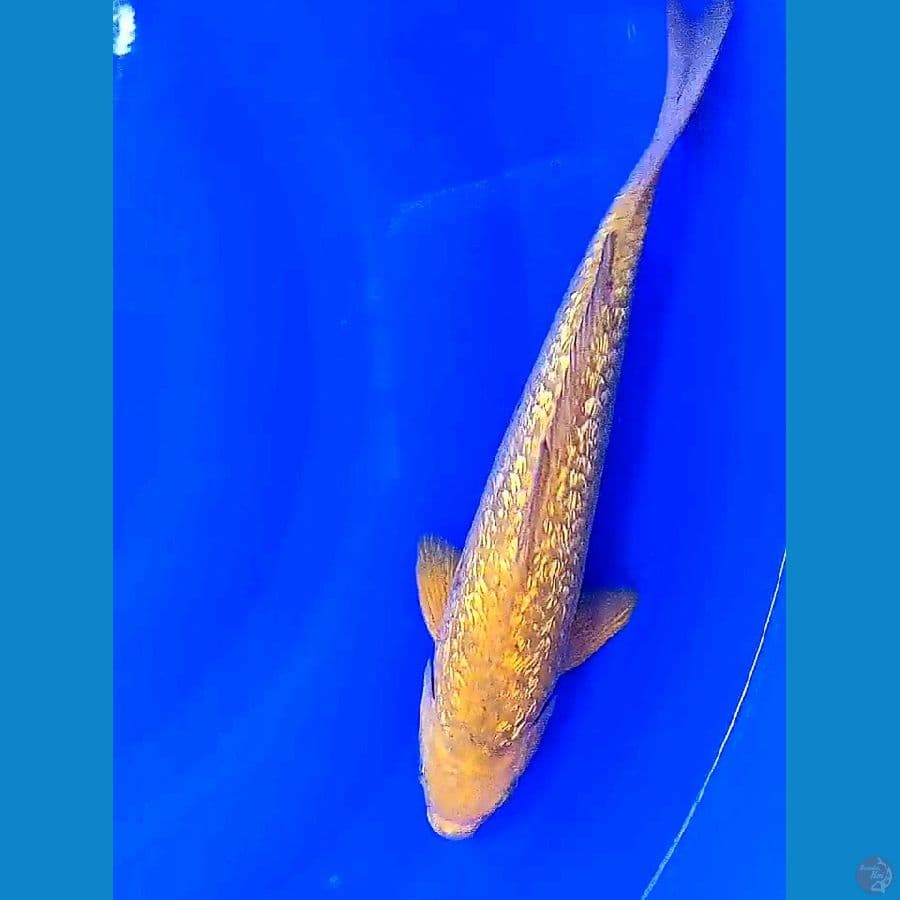 midori ginrin M32 cm