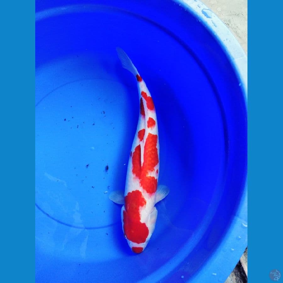 kohaku jumbo 52 cm 