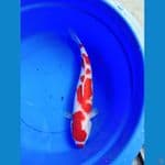 kohaku jumbo 52 cm 