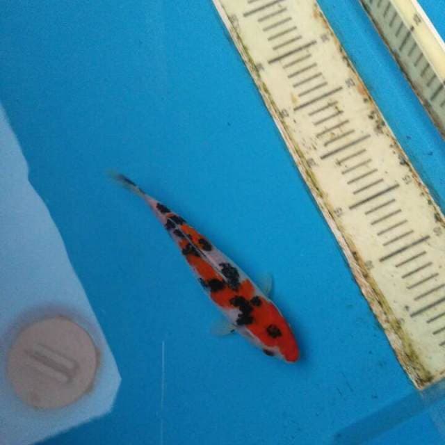 SANKE QUALITY FIMALE 21CM