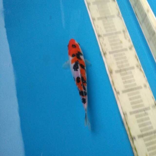 SANKE QUALITY FIMALE 21CM