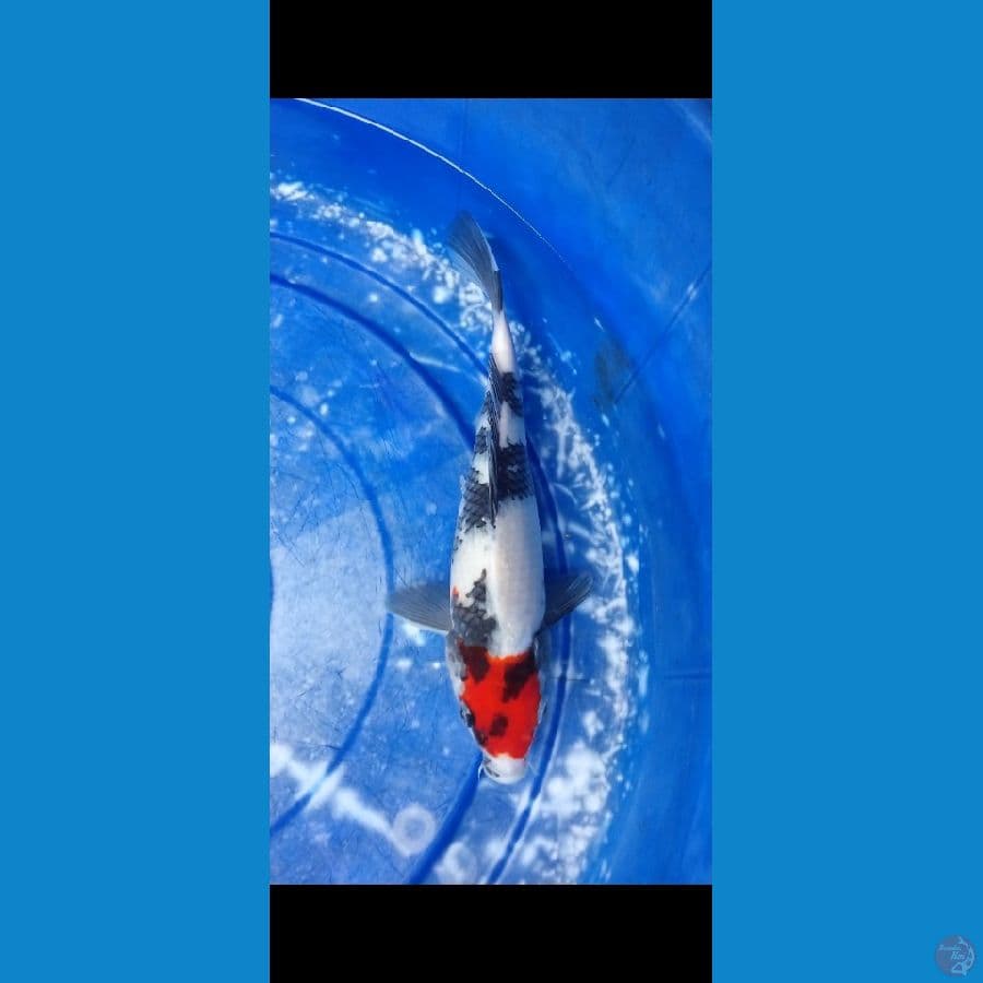 tancho showa