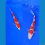KOHAKU 22&25 CM