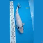 shiro 38cm F