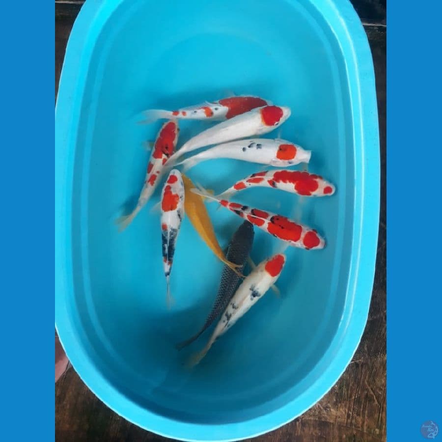 Paket Mix Super 29-33cm 