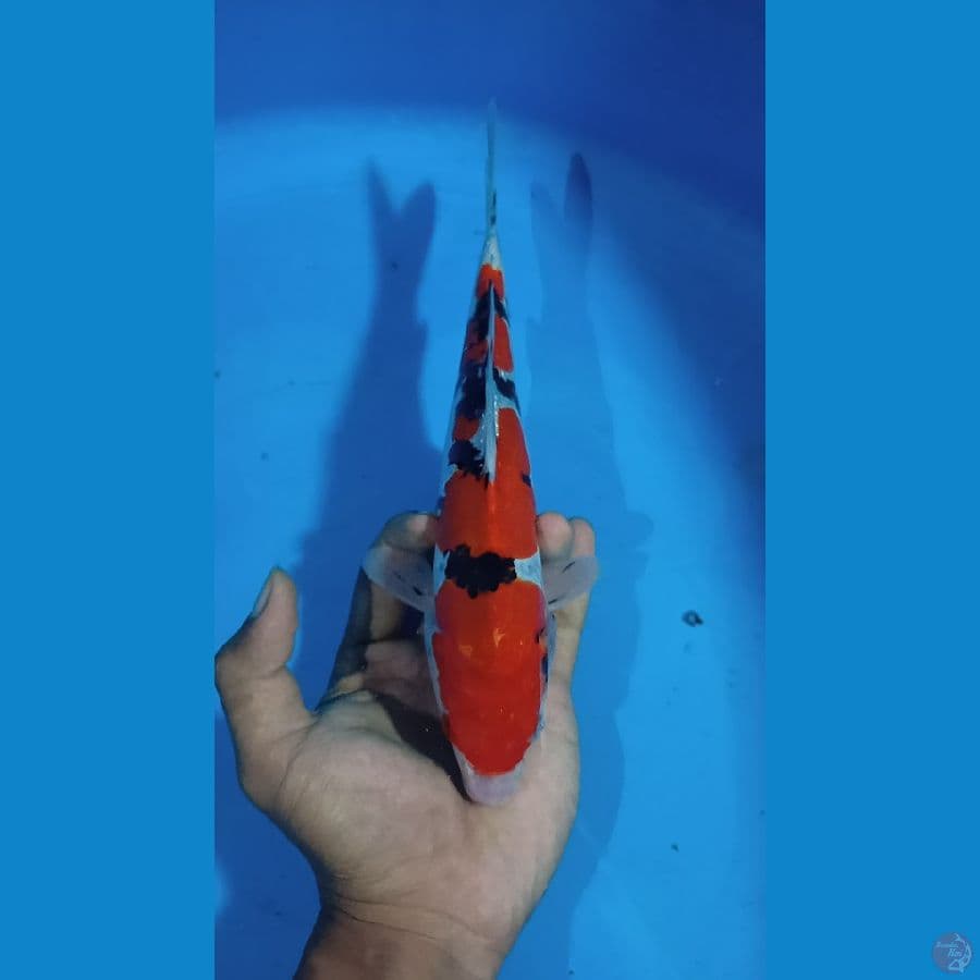 HQ Doitsu Sanke 25 cm