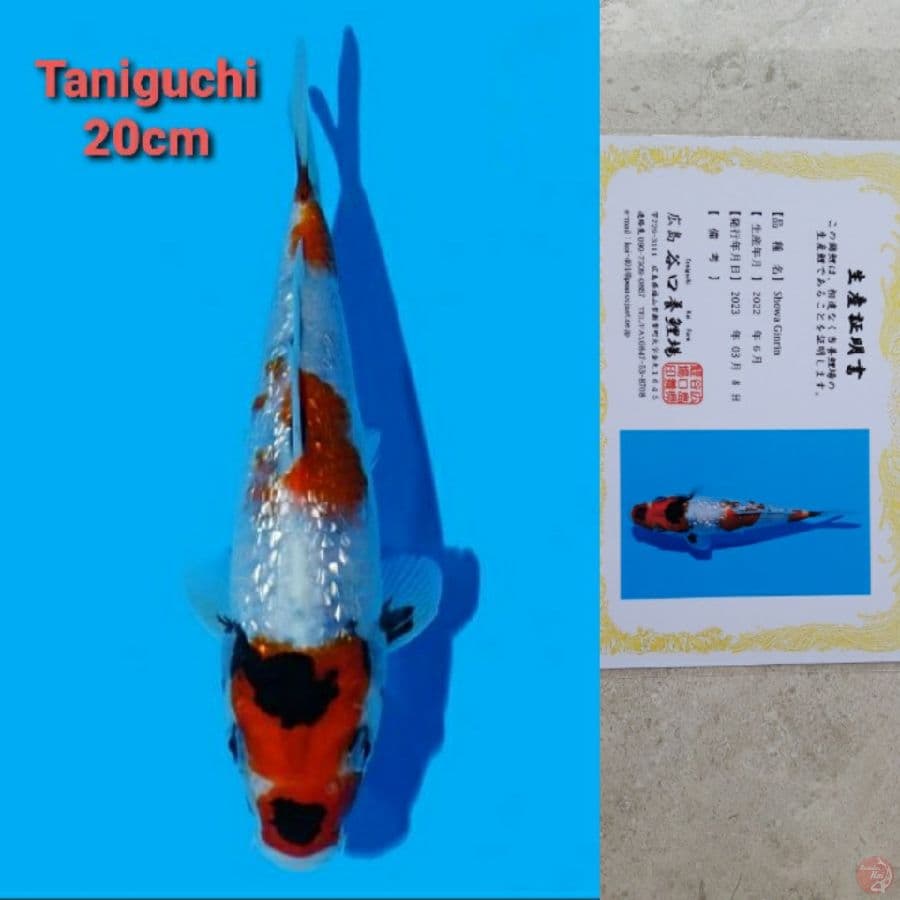 TANIGUCHI SHOWA GINRIN 20CM SERTI