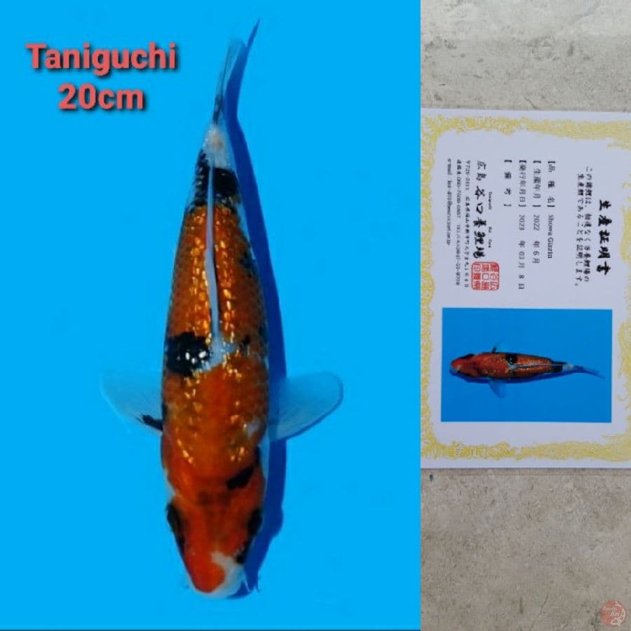 TANIGUCHI SHOWA GINRIN 20CM SERTI