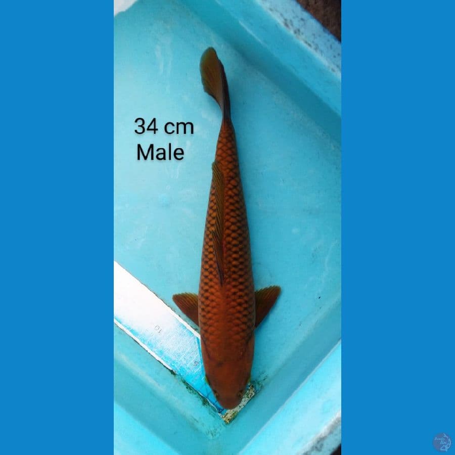 chagoi male 34 cm