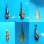 Paket Mix 14-24 cm