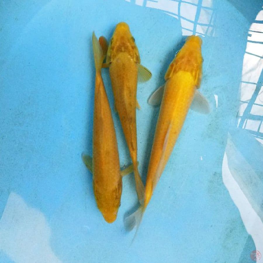Karashi 3 ekor 19-20 cm
