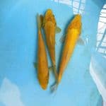 Karashi 3 ekor 19-20 cm