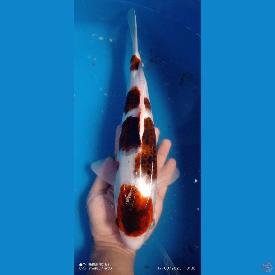goromo 36 cm Male