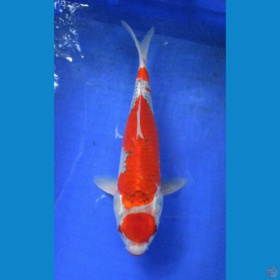 goshiki ±35cm