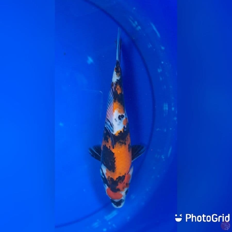 showa 25cm
