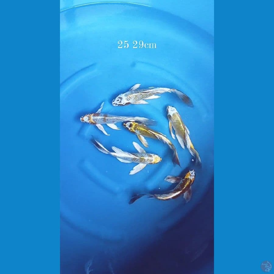 6 ekor kumpay 25 29cm