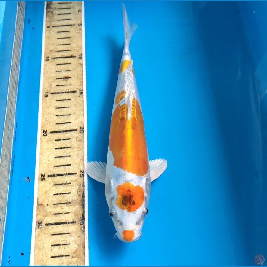 kikokuryu 27cm