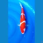 SANDAN KUHAKU 33 / FEMALE