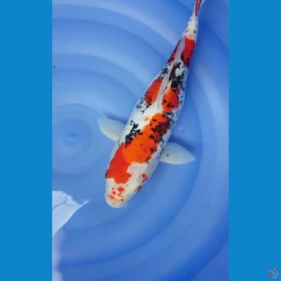 Beni kumon 44cm