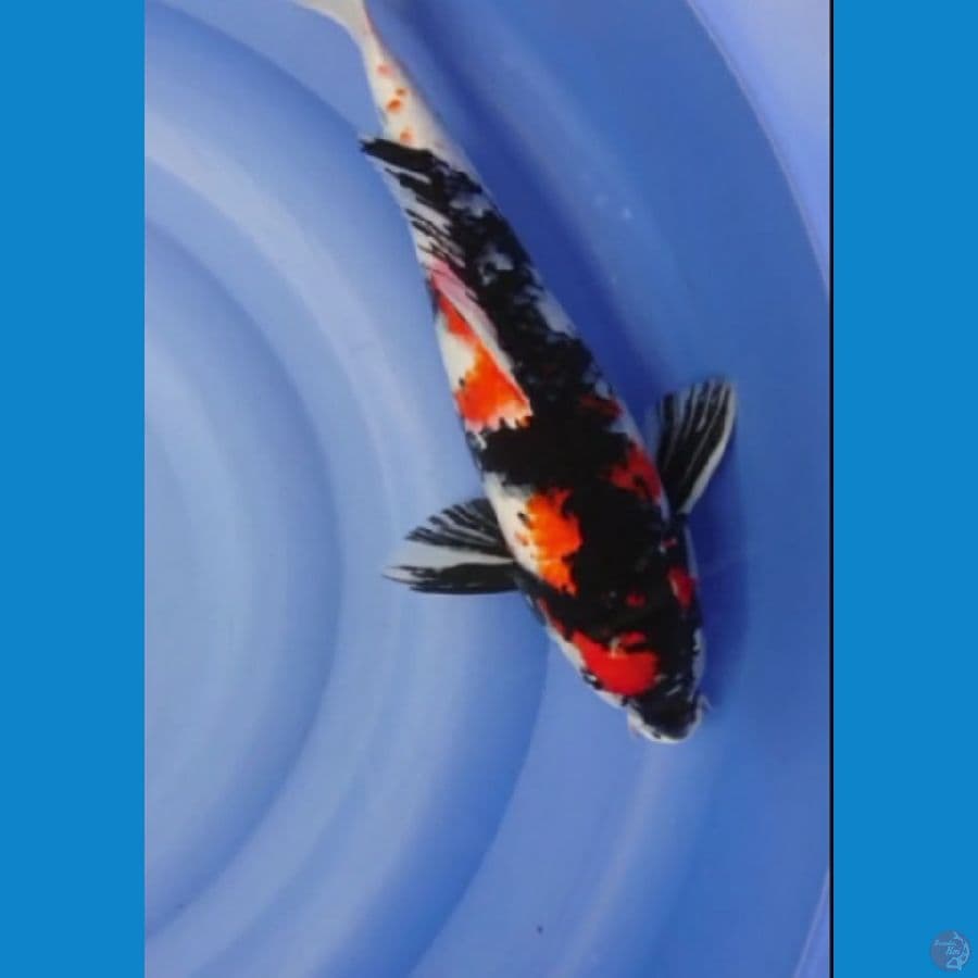 Showa 44cm 