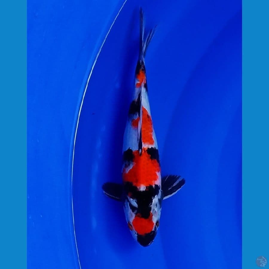 maruten showa size 30 cm