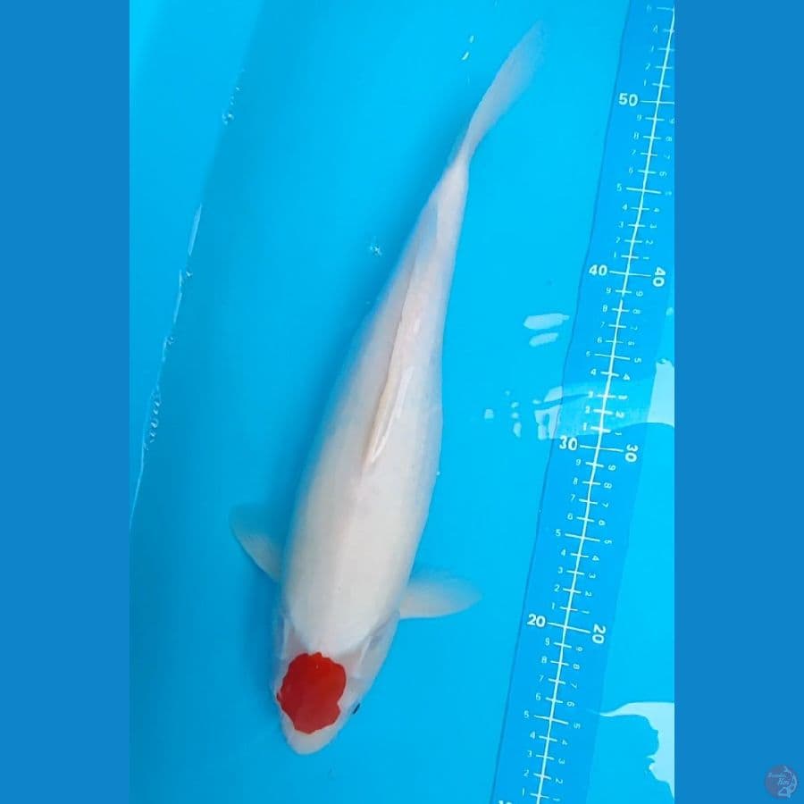 tanco kohaku original 39 cm