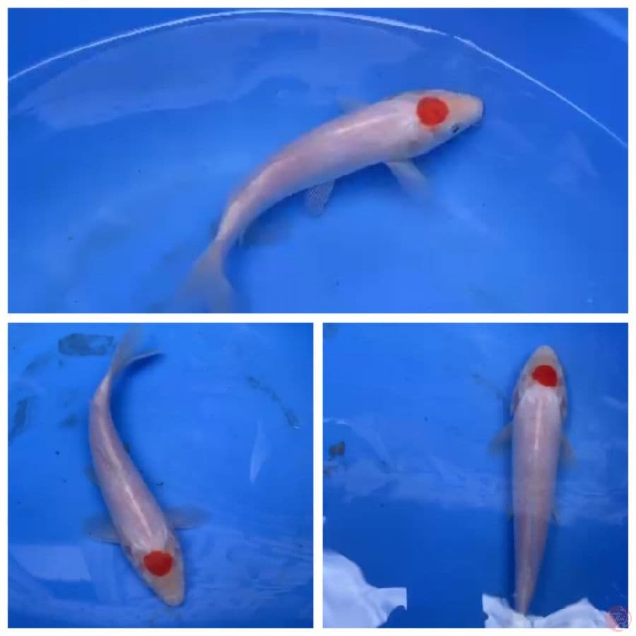 tancho kohaku ori
