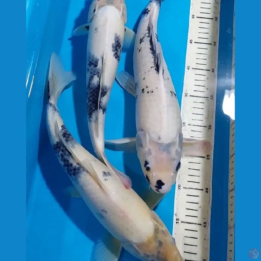 SHIRO TATEGOI 36,39&43 CM
