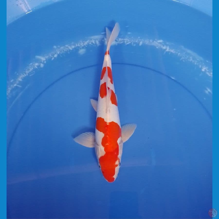 kohaku 30cm/male