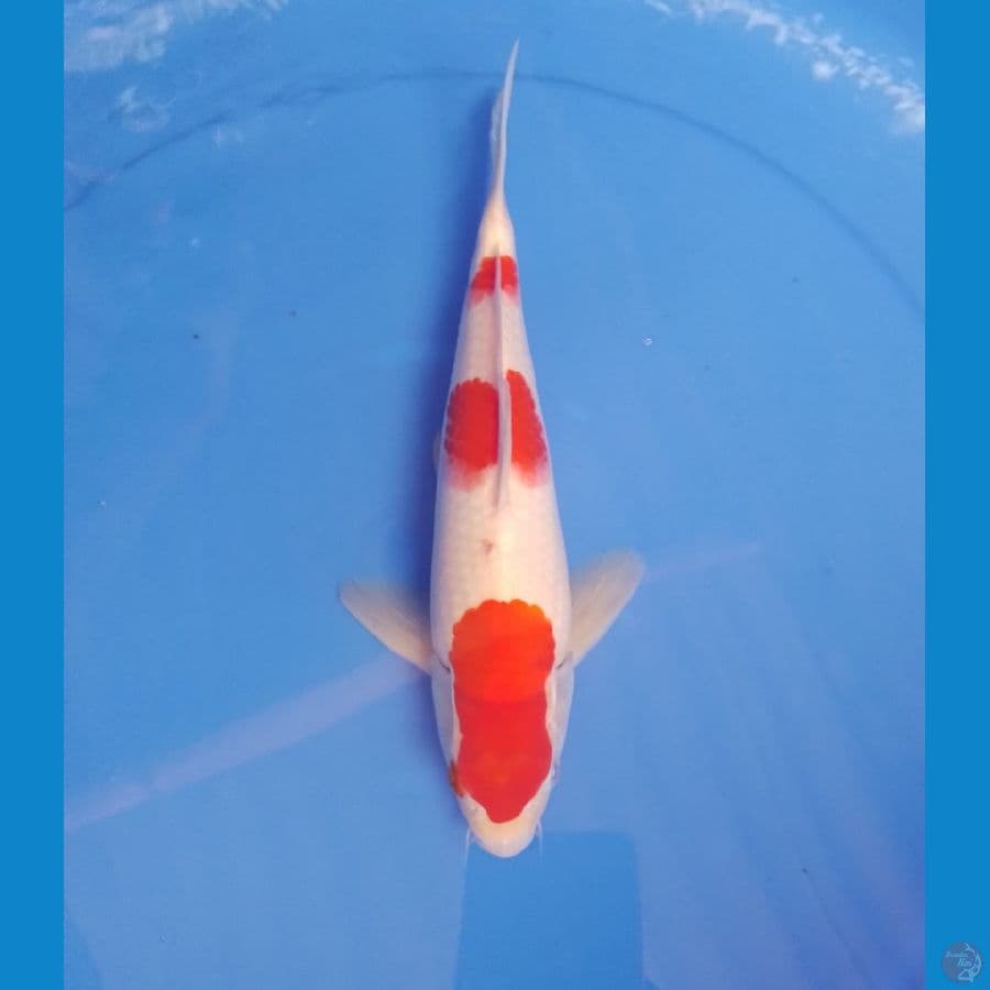 kohaku 27 cm/ male