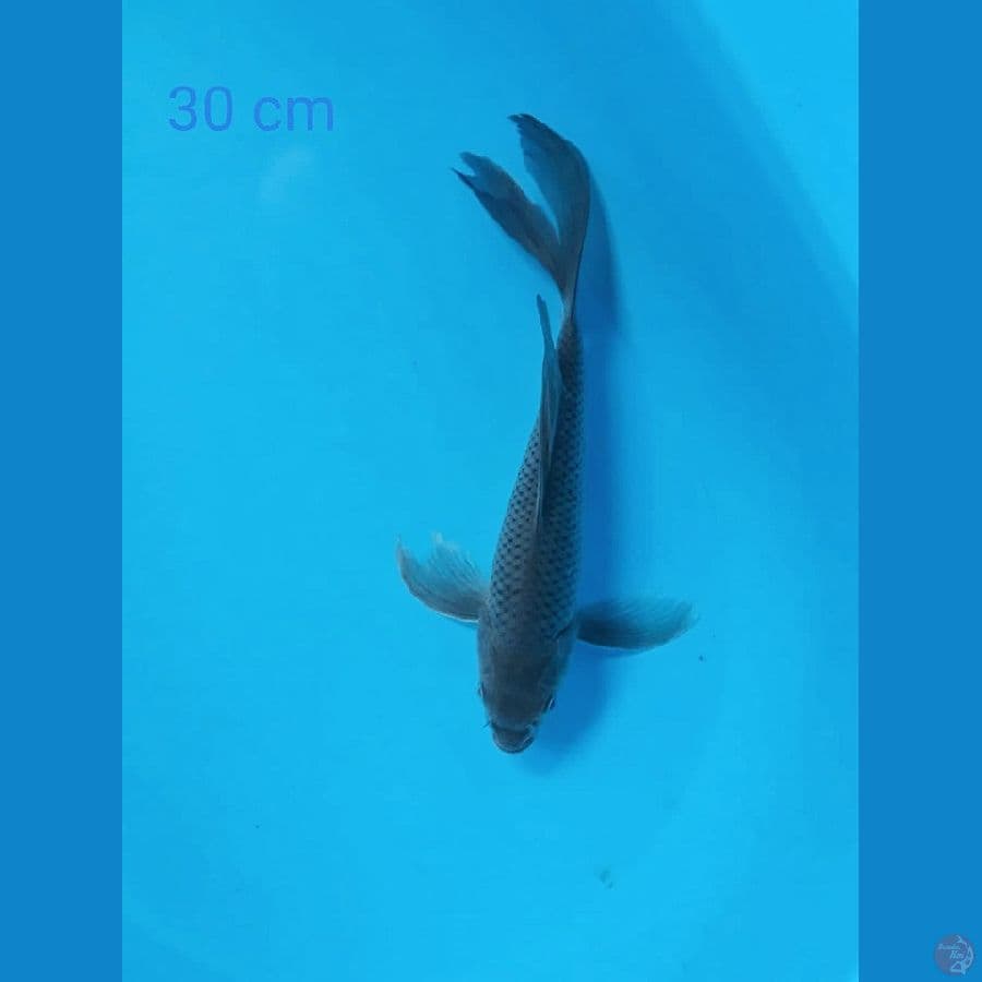 Soragoi Kumpay 30cm