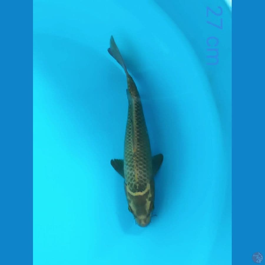 Mukasi 27cm