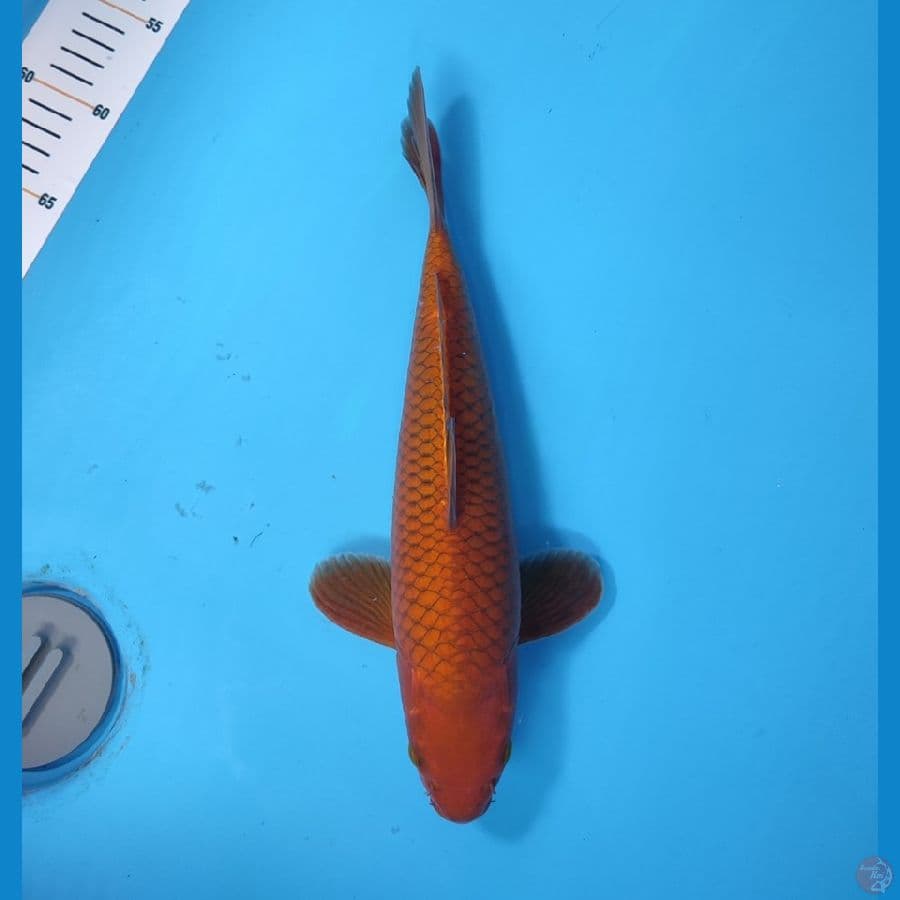 CHAGOI TEMBAGA 32 CM - MALE