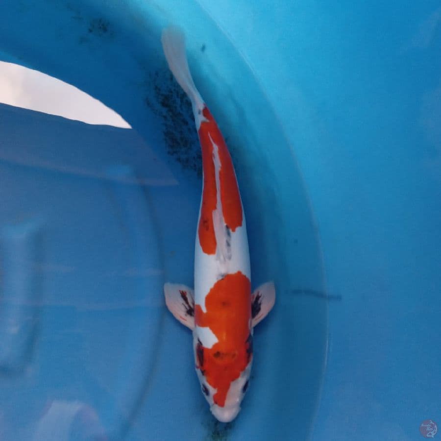 BENI KIKOKURYU MALE 48CM