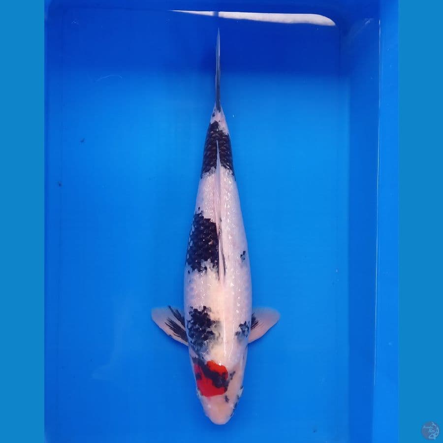 TANCHO SHOWA GINRIN ORI STRONG 47CM