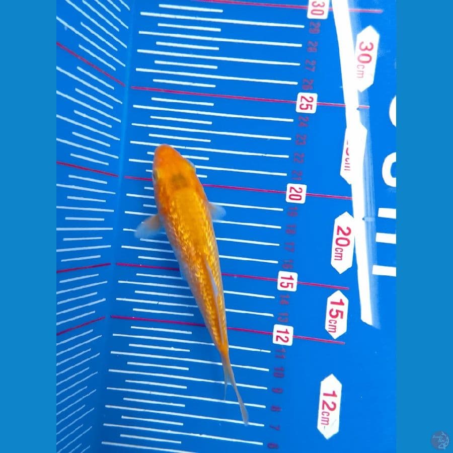 red karamel gindrin 14cm