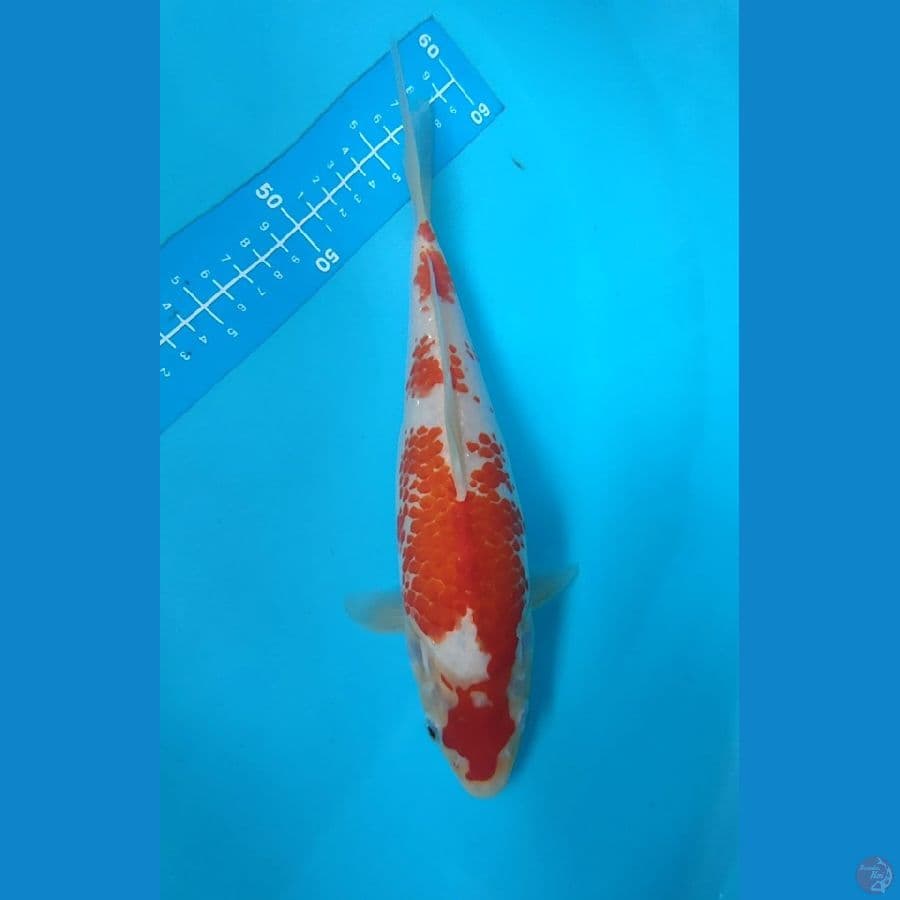 maruten kanoko 29 cm