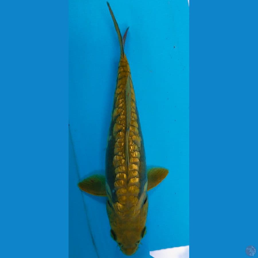 midori aragoke ginrin 26cm