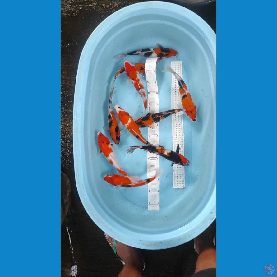 showa 27-28cm 10 ekor