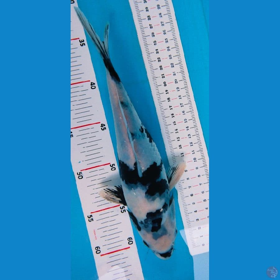 shiro 26cm