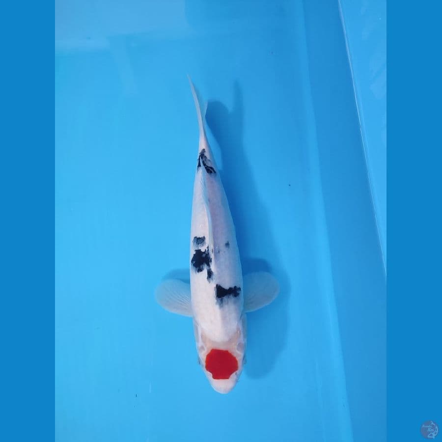 TC SANKE TATEGOI 30 CM - FEEMALE 