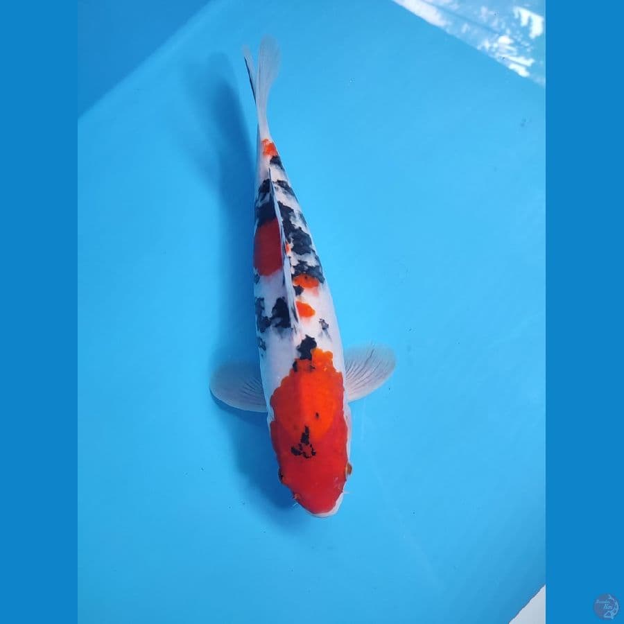 SANKE HQ 35 CM - MALE 
