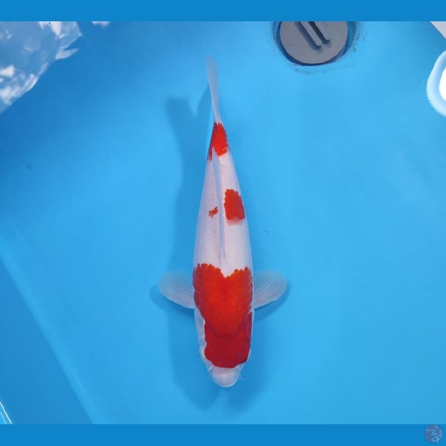KOHAKU RED STRONG 30 CM - FEEMALE