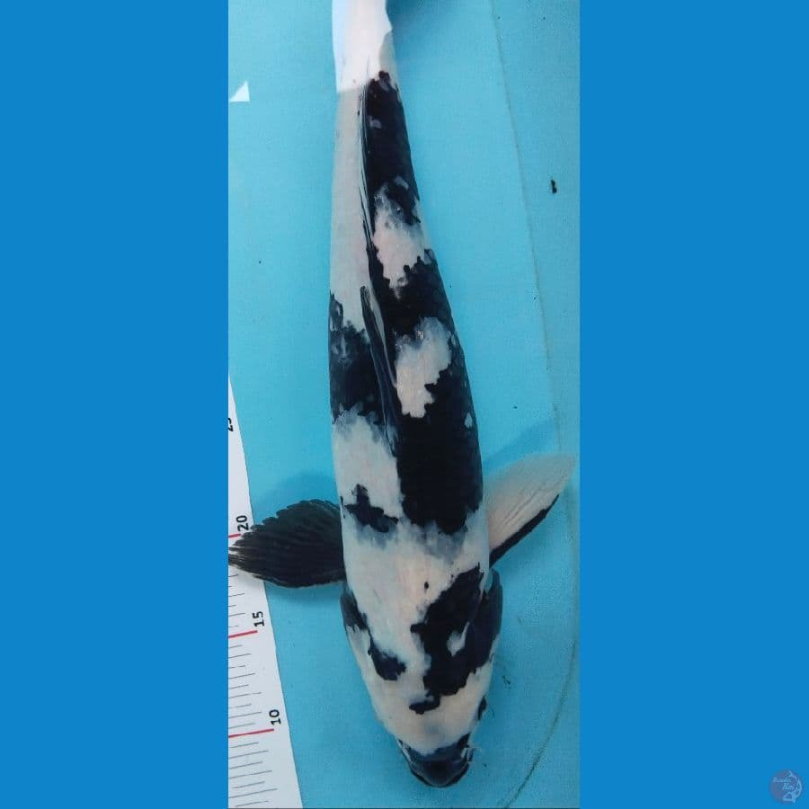 shiro 45cm male