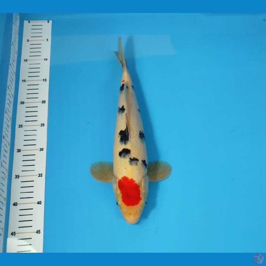 TC SANKE 35CM - MALE